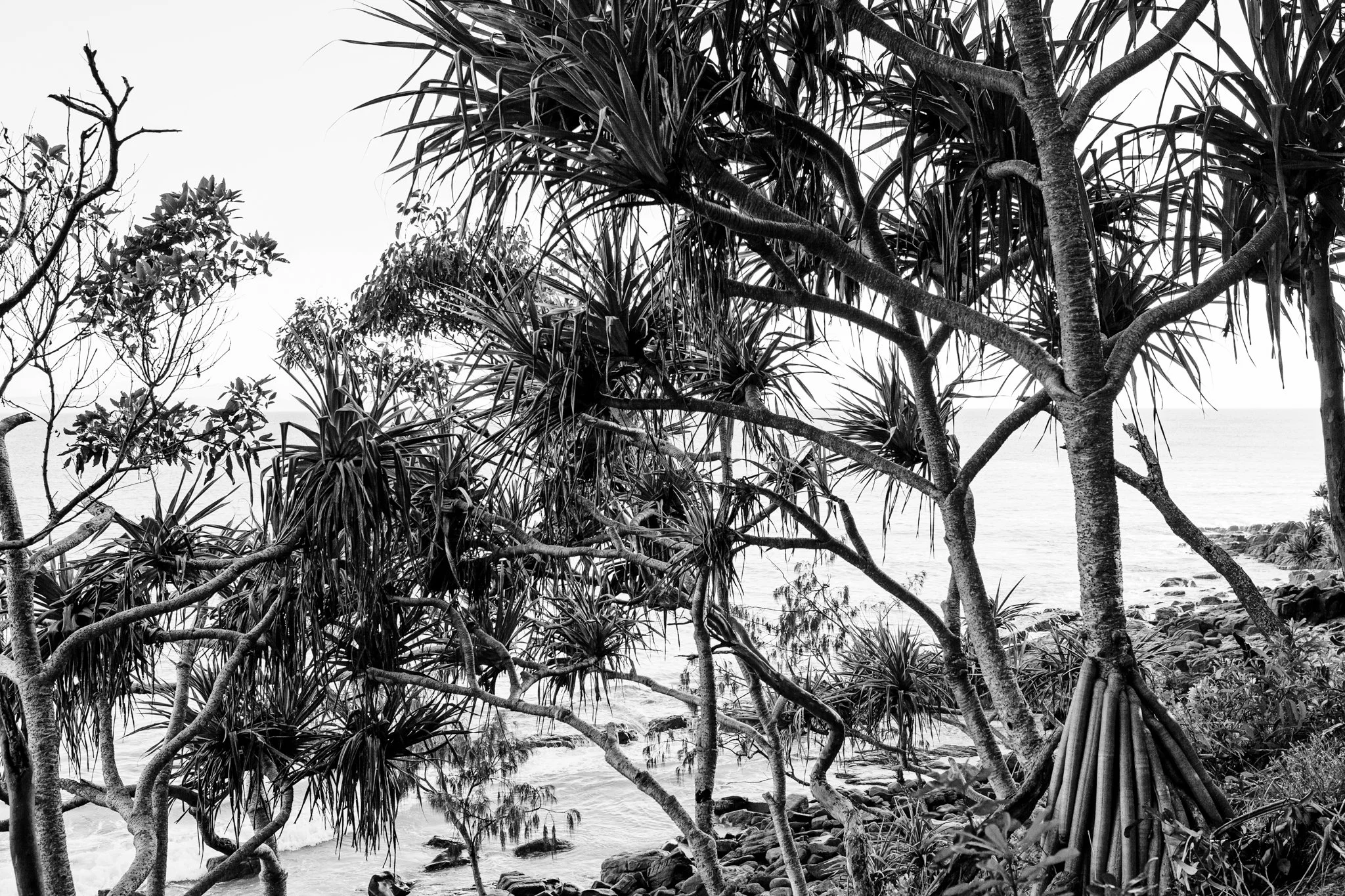pandanus shore.jpg