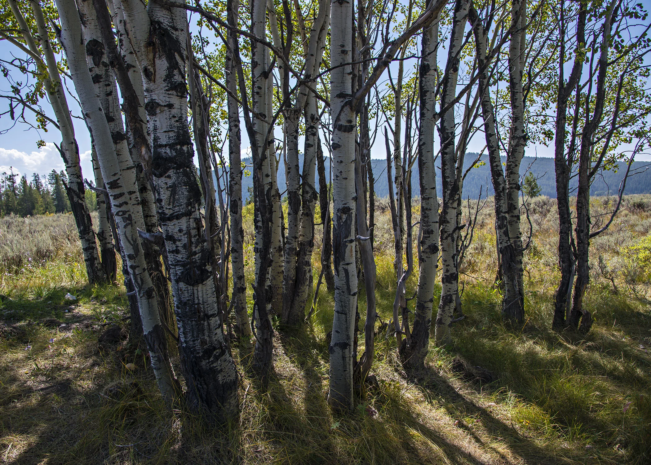 D8F_8752.jpg