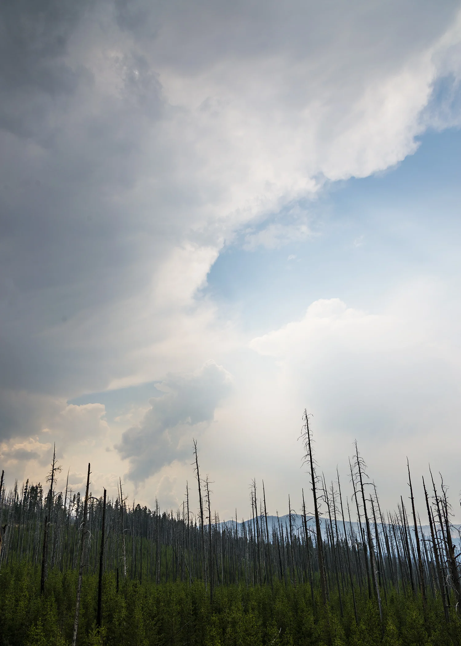 D8F_8988.jpg