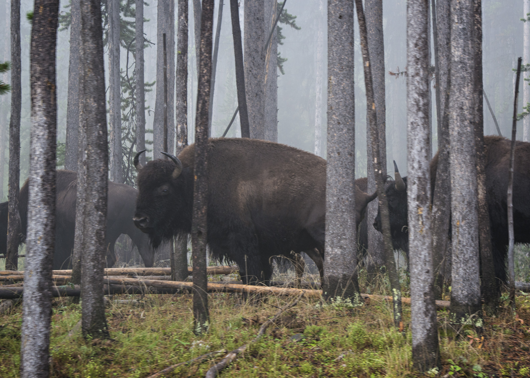 Bison look angrily through the trees on a late summer morning in Yellowstone. Overnight snow put them in a foul mood.