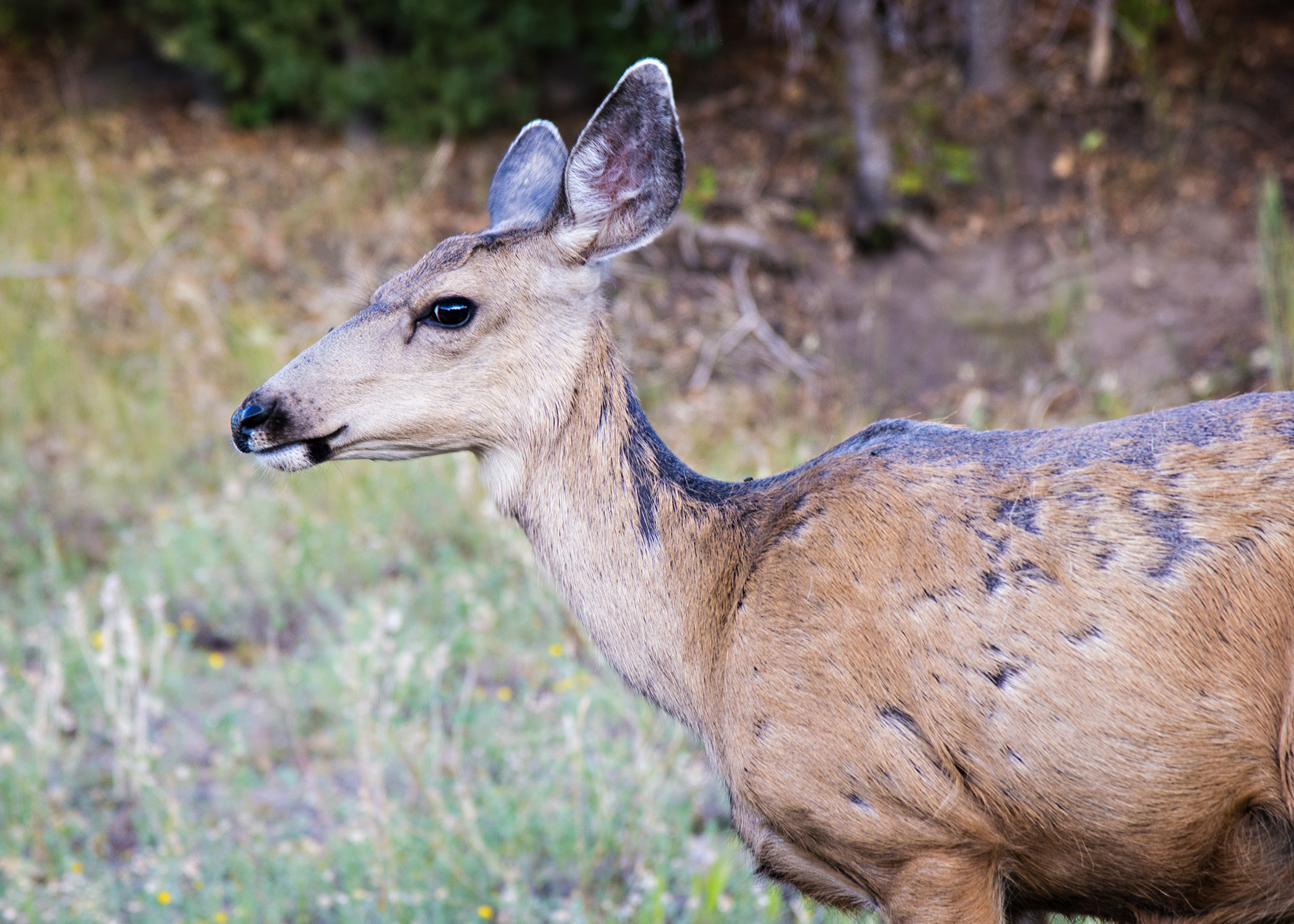 D8F_9222.jpg