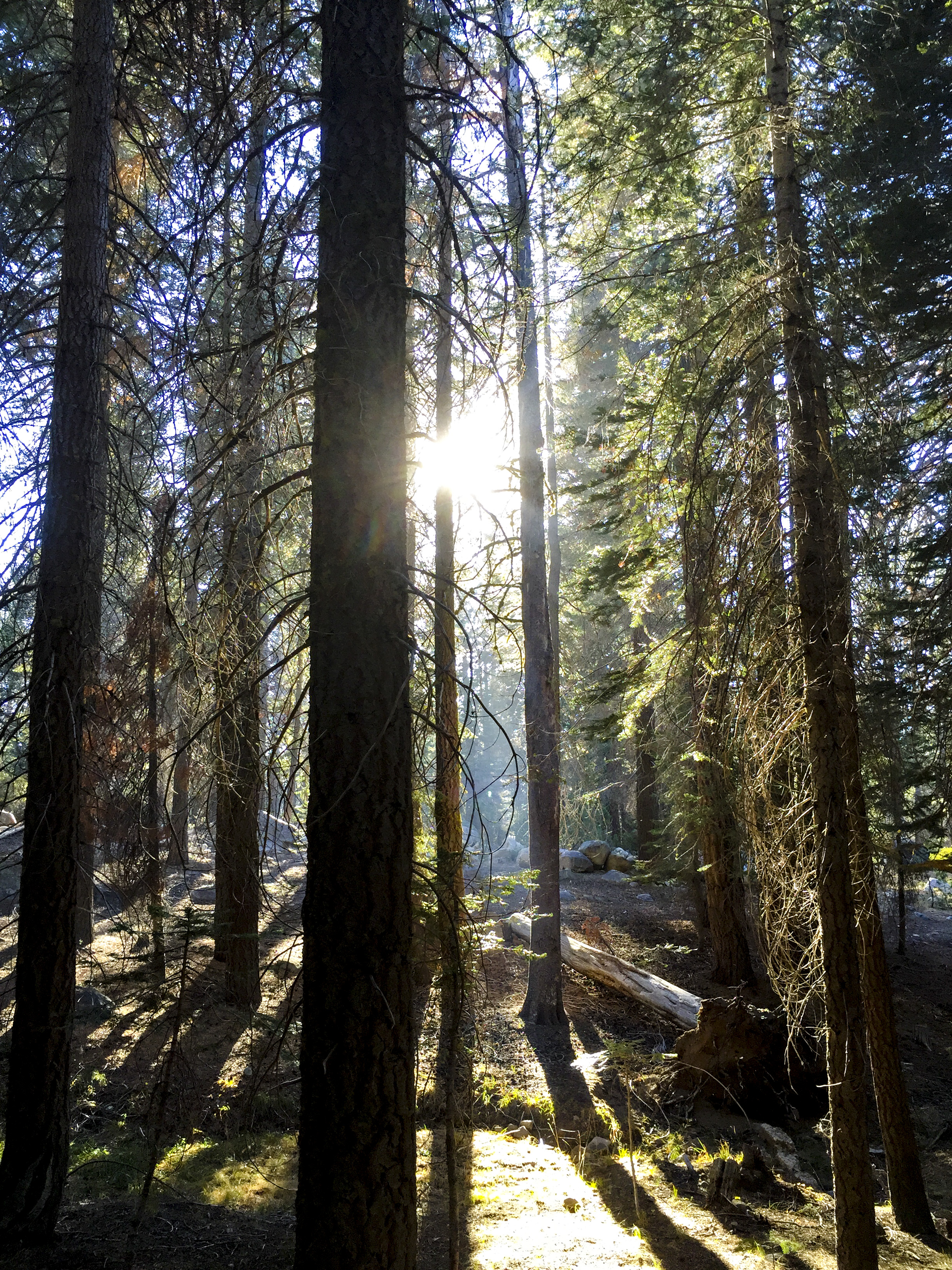 Late afternoon sun streams through the pine trees at Rancheria Campground, on the shores of Huntington Lake, Sierra Nevada, California. iPhone 6.