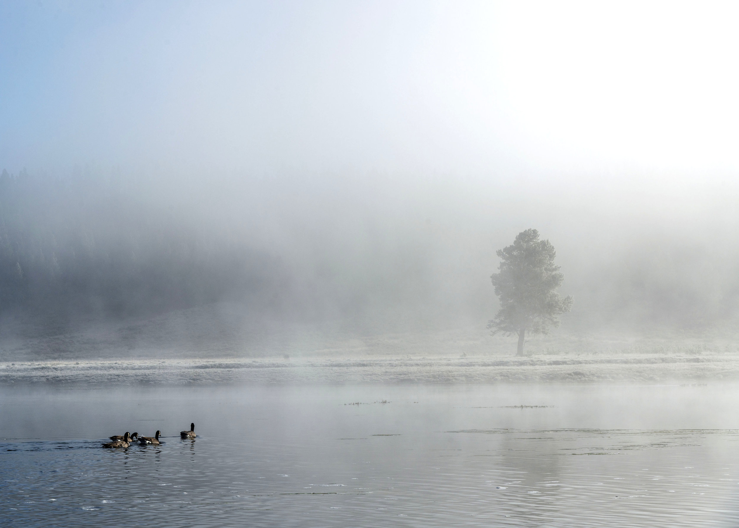 Canadian Geese swim across the Yellowstone River shortly after dawn. Nikon D800, Nikkor 24-120mm lens @ 70mm, ISO 200, f10, 1/400 sec.