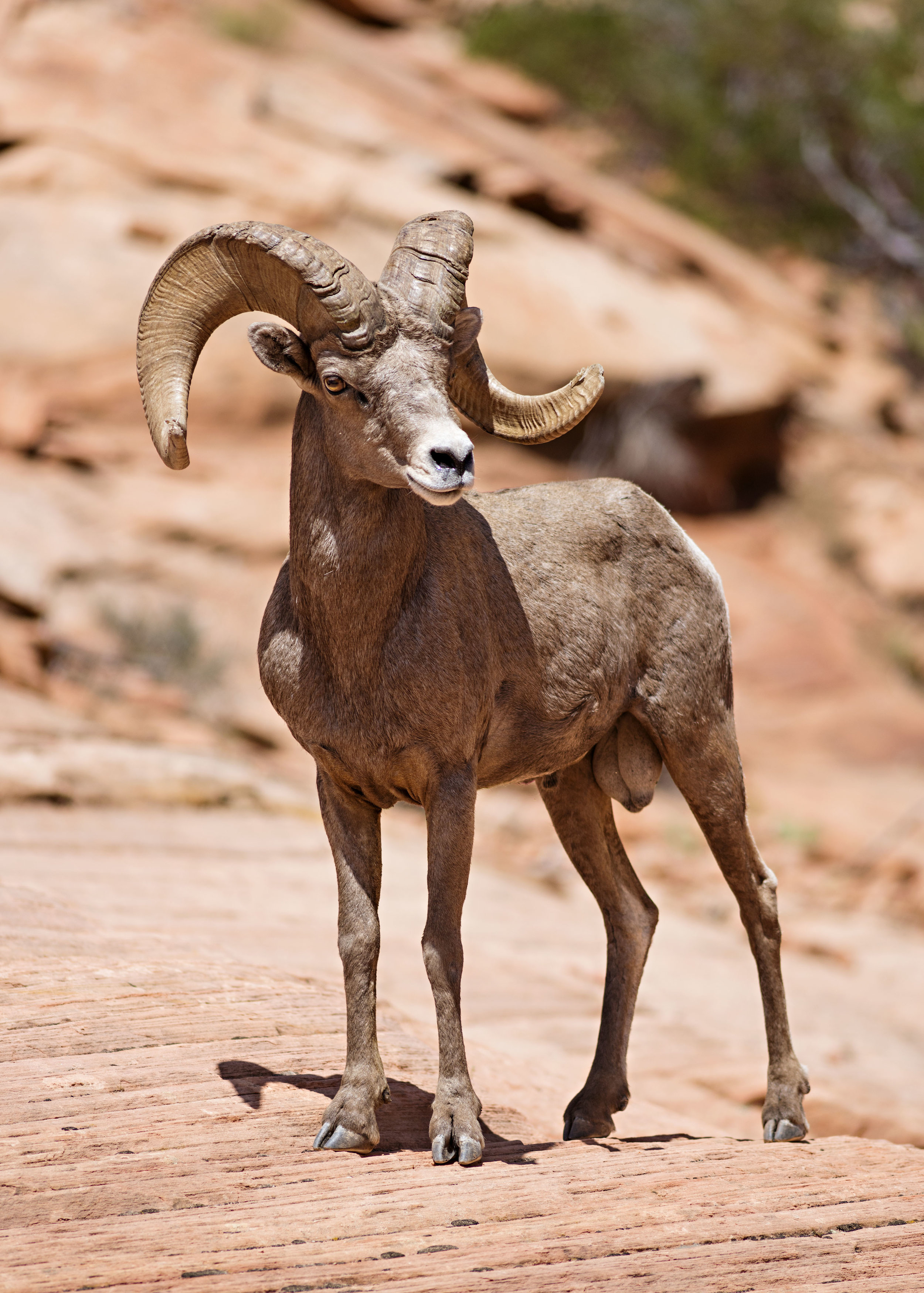 A ram poses confidently for photos in Zion National Park. Nikon D800, Nikkor 300mm lens, ISO 250, f4.5, 1/2000 sec.
