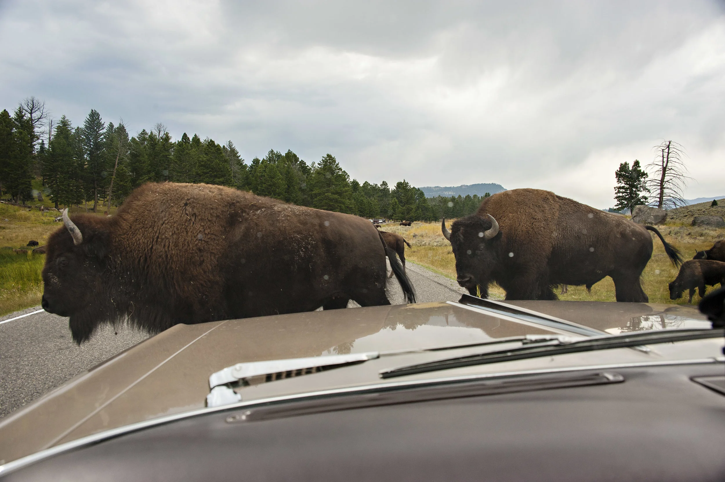 Bison have the right of way in YNP. Don't honk at them. Nikon D700, Nikon 28-200m lens @28mm, ISO 320, f9, 1/320 sec.