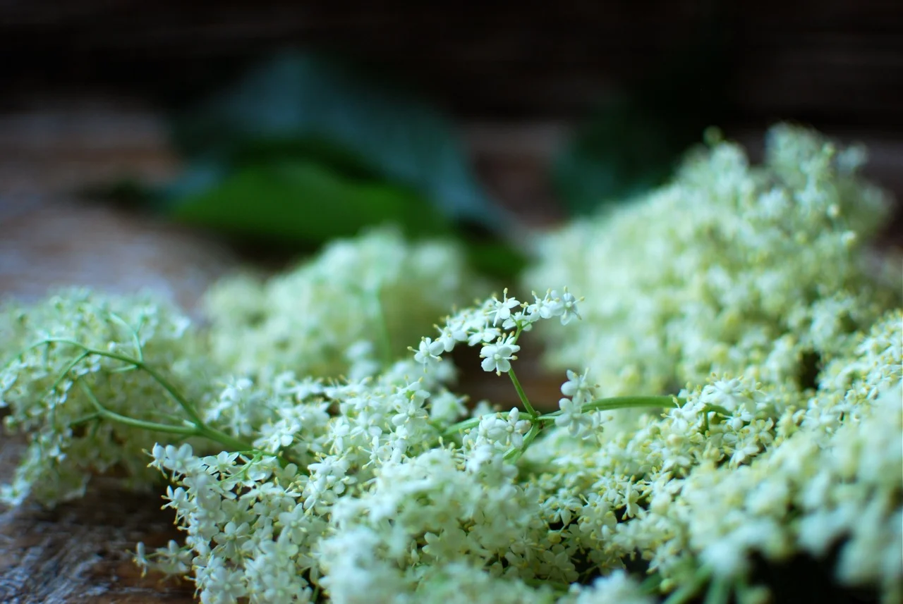 Elderflower - Summer's Secret Weapon