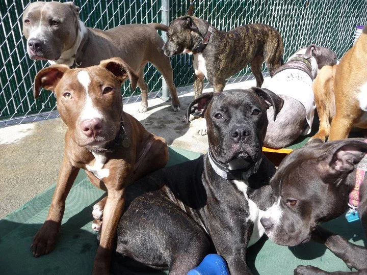 Pit Bulls in Daycare