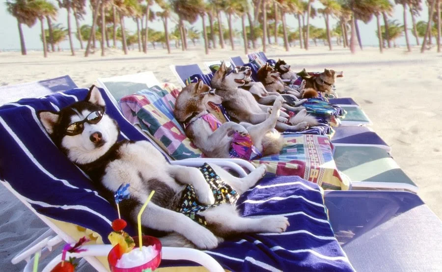 Beach-Hotel-For-Dogs.jpg