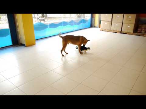 Rocket plays with a cat