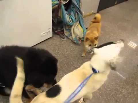 Todd with dogs