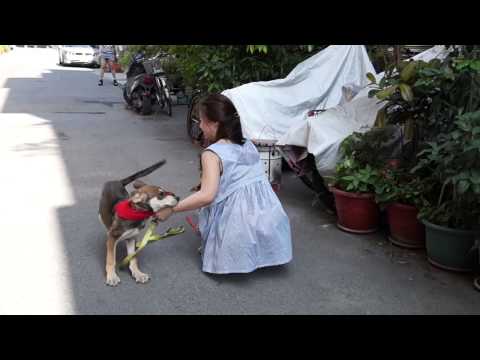 Felix with another dog