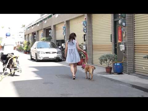 Felix walks on leash