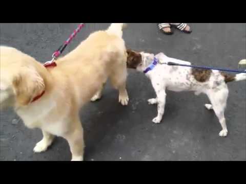 Kimchi meets another dog