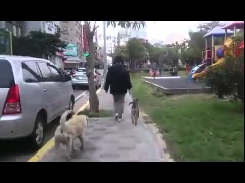 Akira walks good on leash