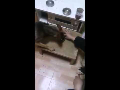 Akira has no food aggression