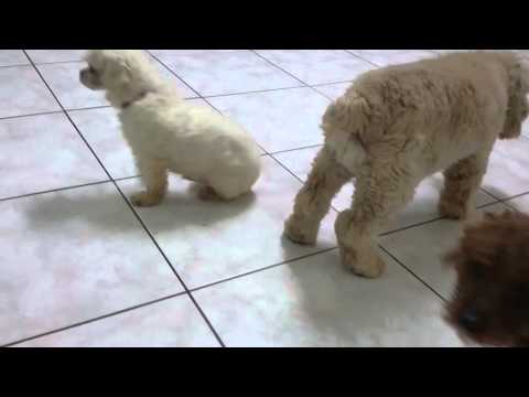 Pudding with other dogs