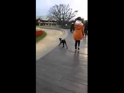 Bubble walking off leash