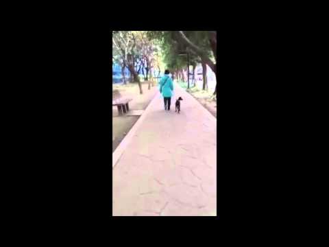 Bubble is good on leash