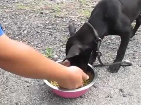 Naomi has no food aggression