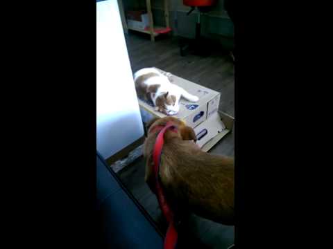 May is not aggressive toward the cat