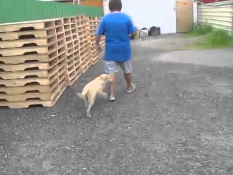 Presley walks good on leash