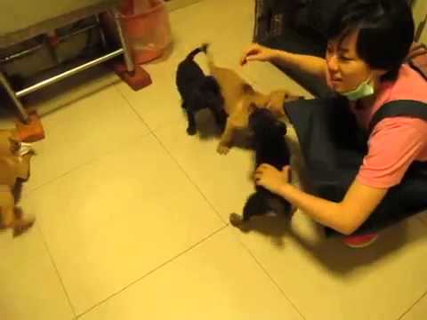 Shami,Shayla,Shiloh,Sasha playing together