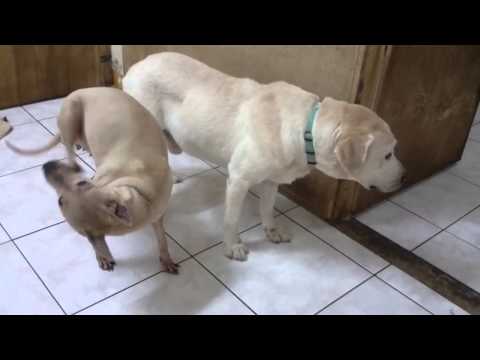 Ford is calm with other dog