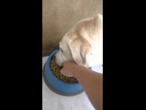 Ford has no food aggression