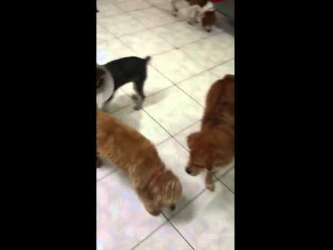 Sushi with other dogs