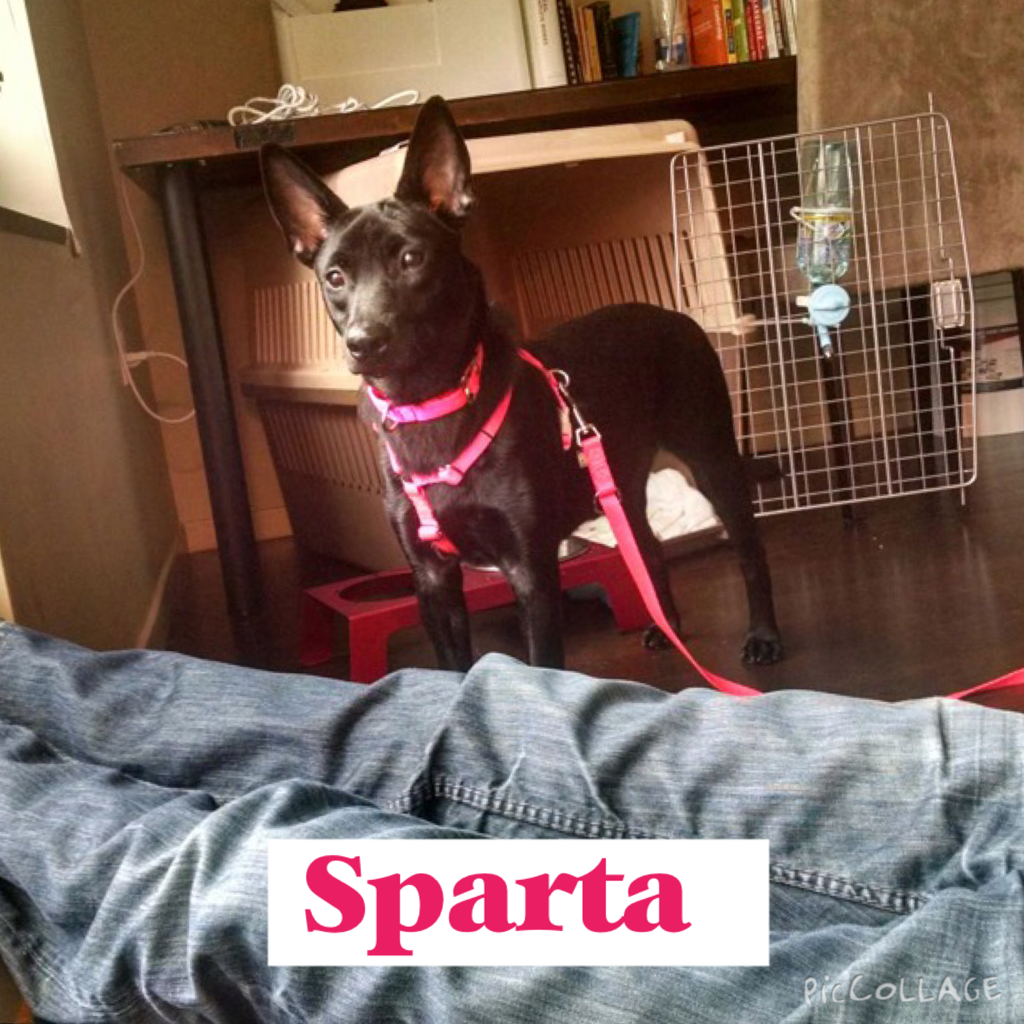 Peggy (now Sparta)