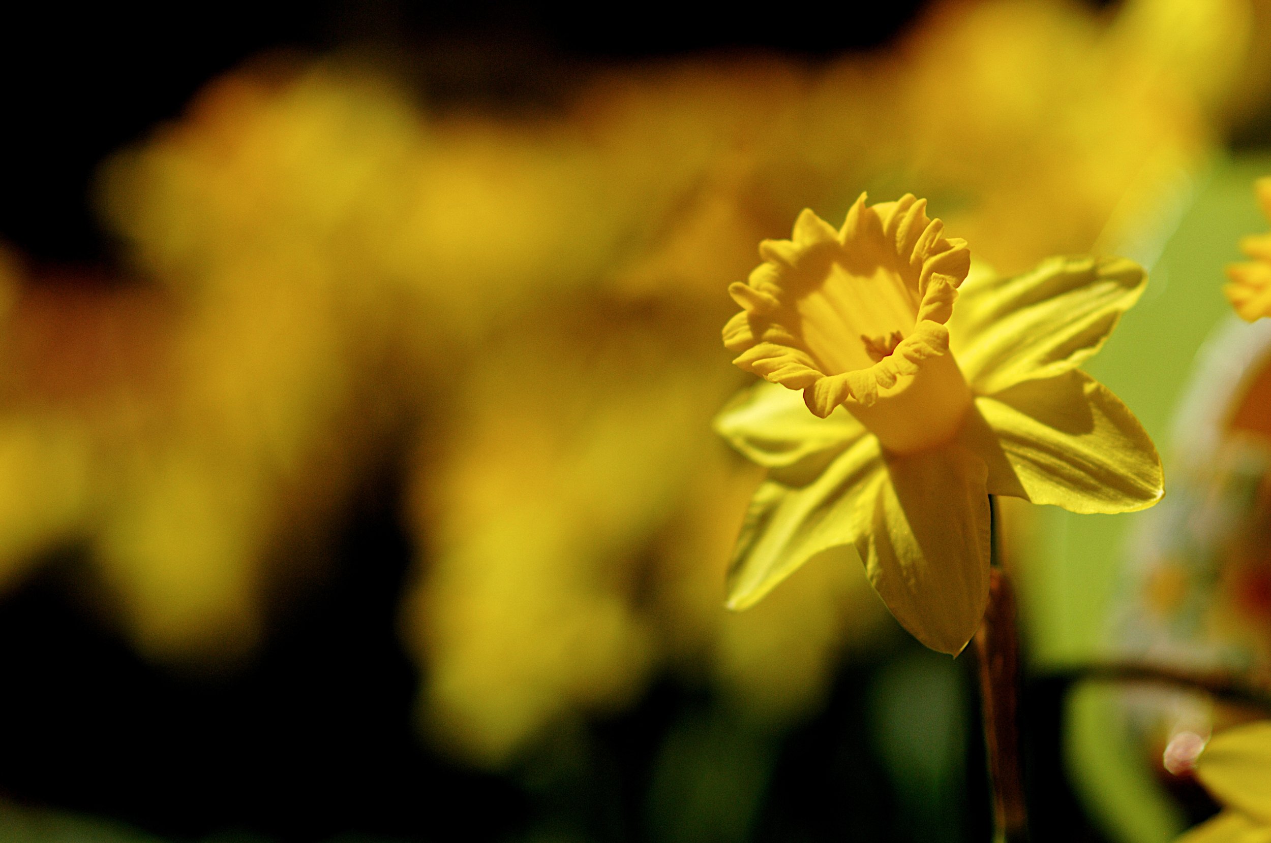 %22Burst of Sun%22.jpg