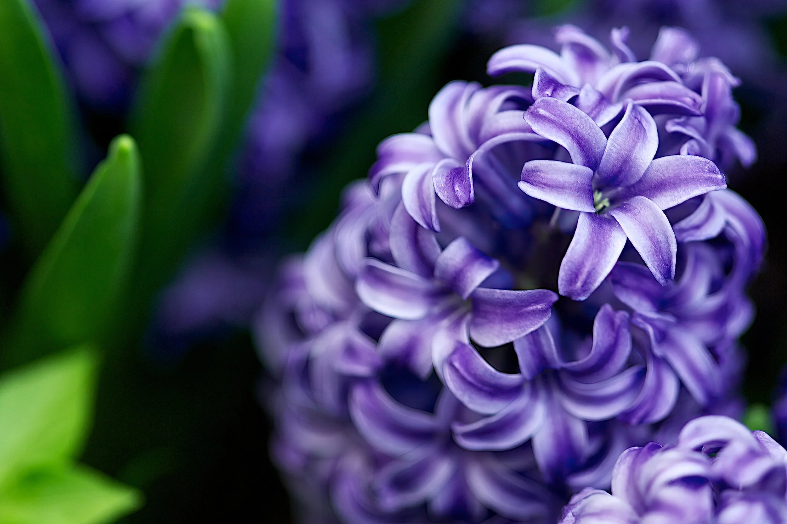 D2X_3857-Edit.jpg