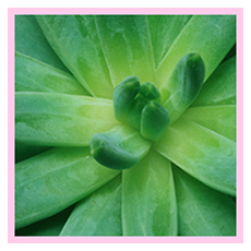 b_rain_green_leaf.png