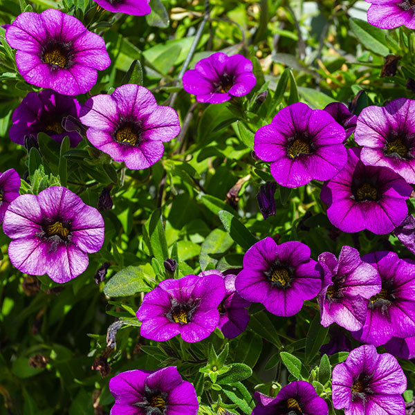 Superpetunia småblomstret «Million bells»