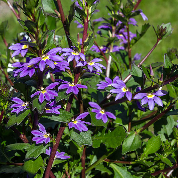 Scaevola «Femtunge»