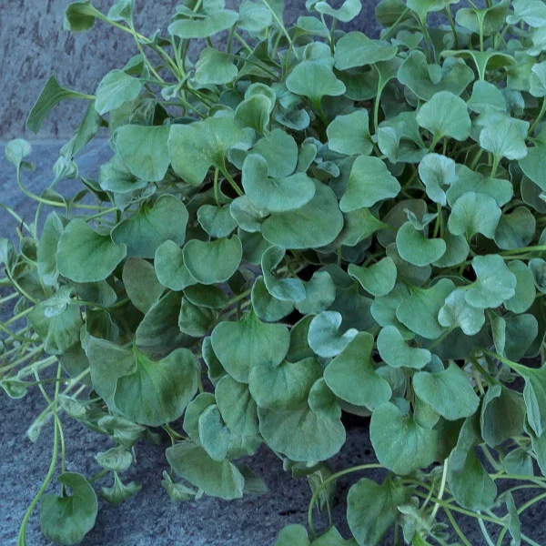 Dichondra