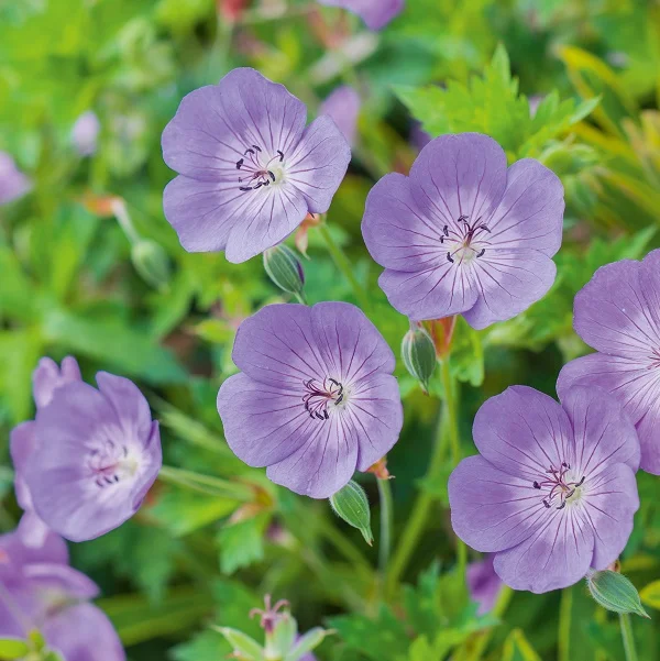 Foto. Volmary Geranium Rozanne