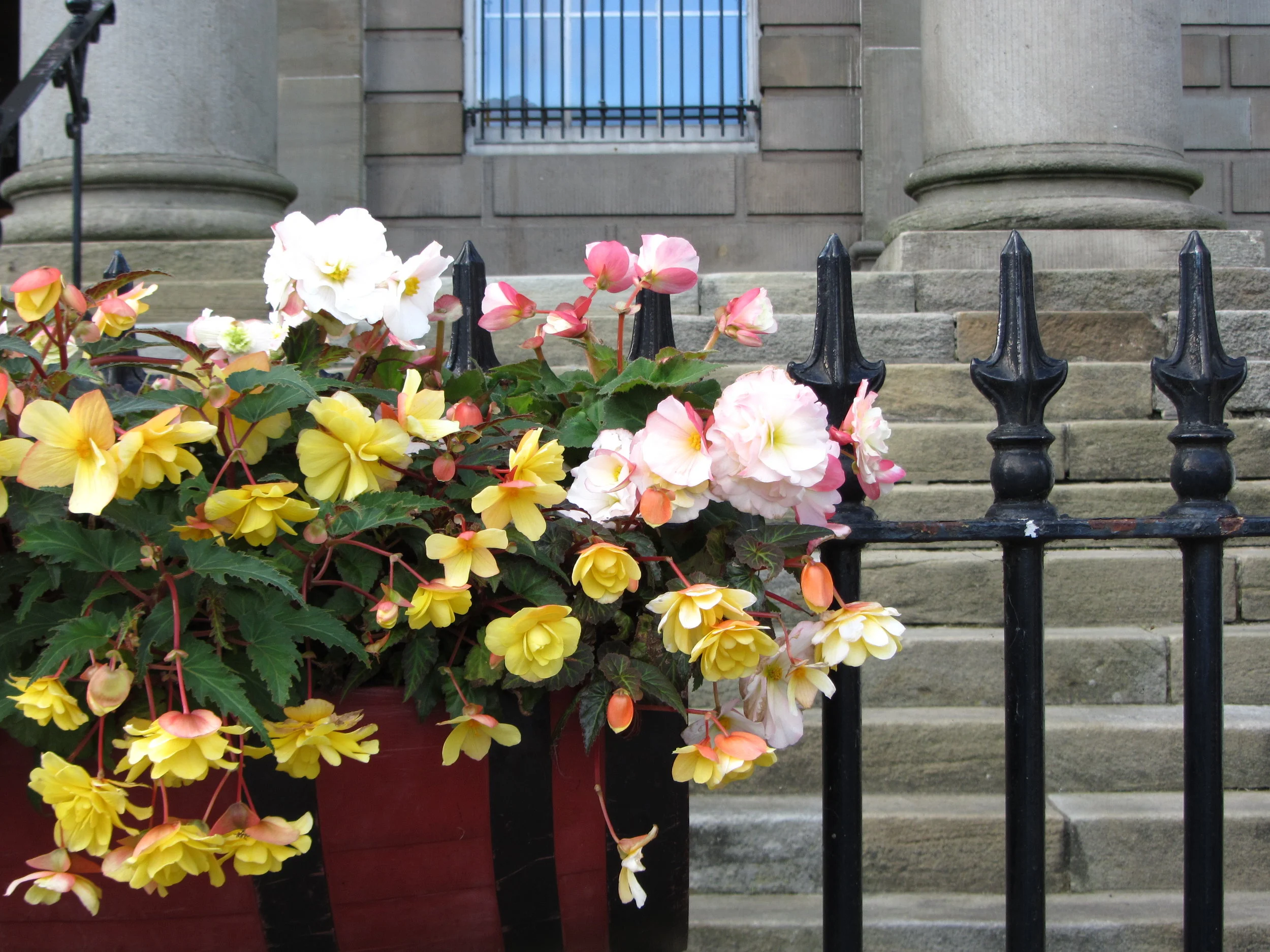 20 years on in Omagh, Petals of Hope...Seeds of Hope