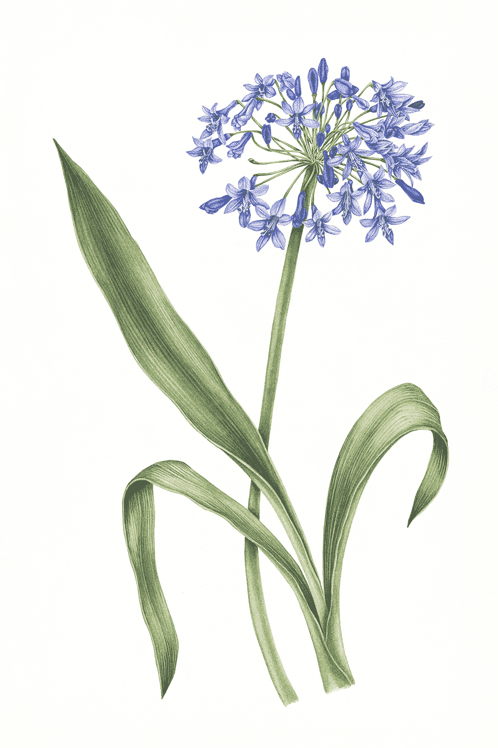 Agapanthus (Blue Bird), 2011, watercolour on paper