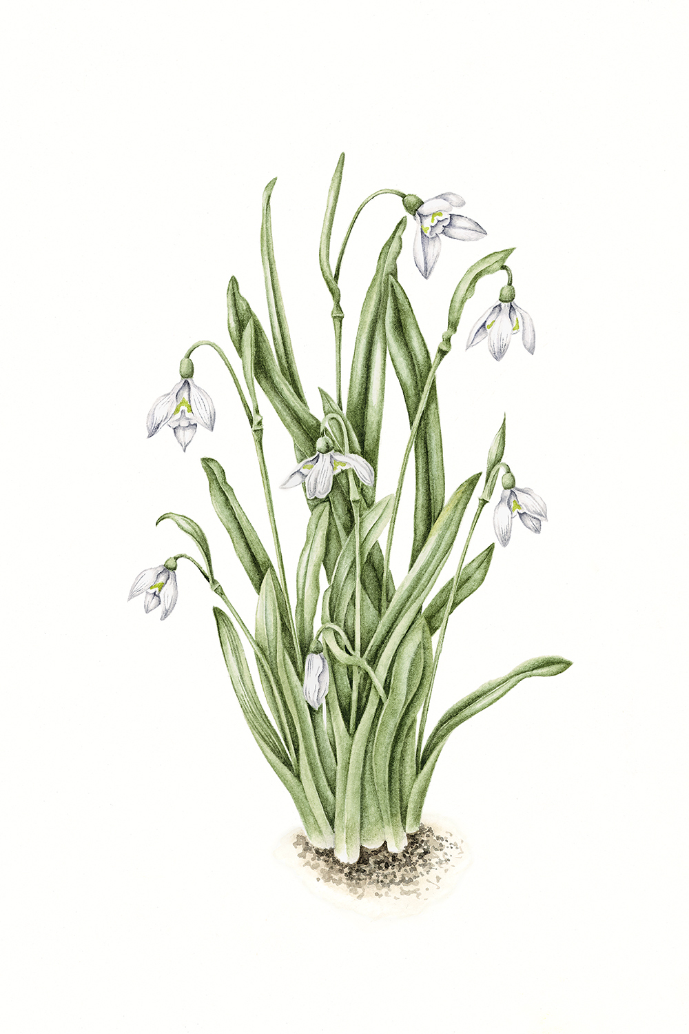 Snowdrop, 2012, watercolour on paper