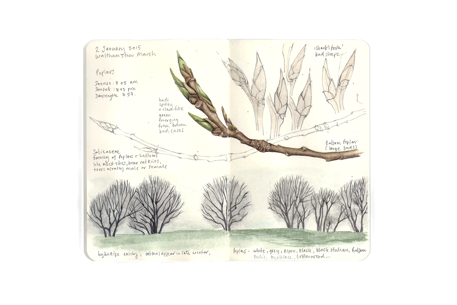 Poplars, Walthamstow Marsh, January 2015