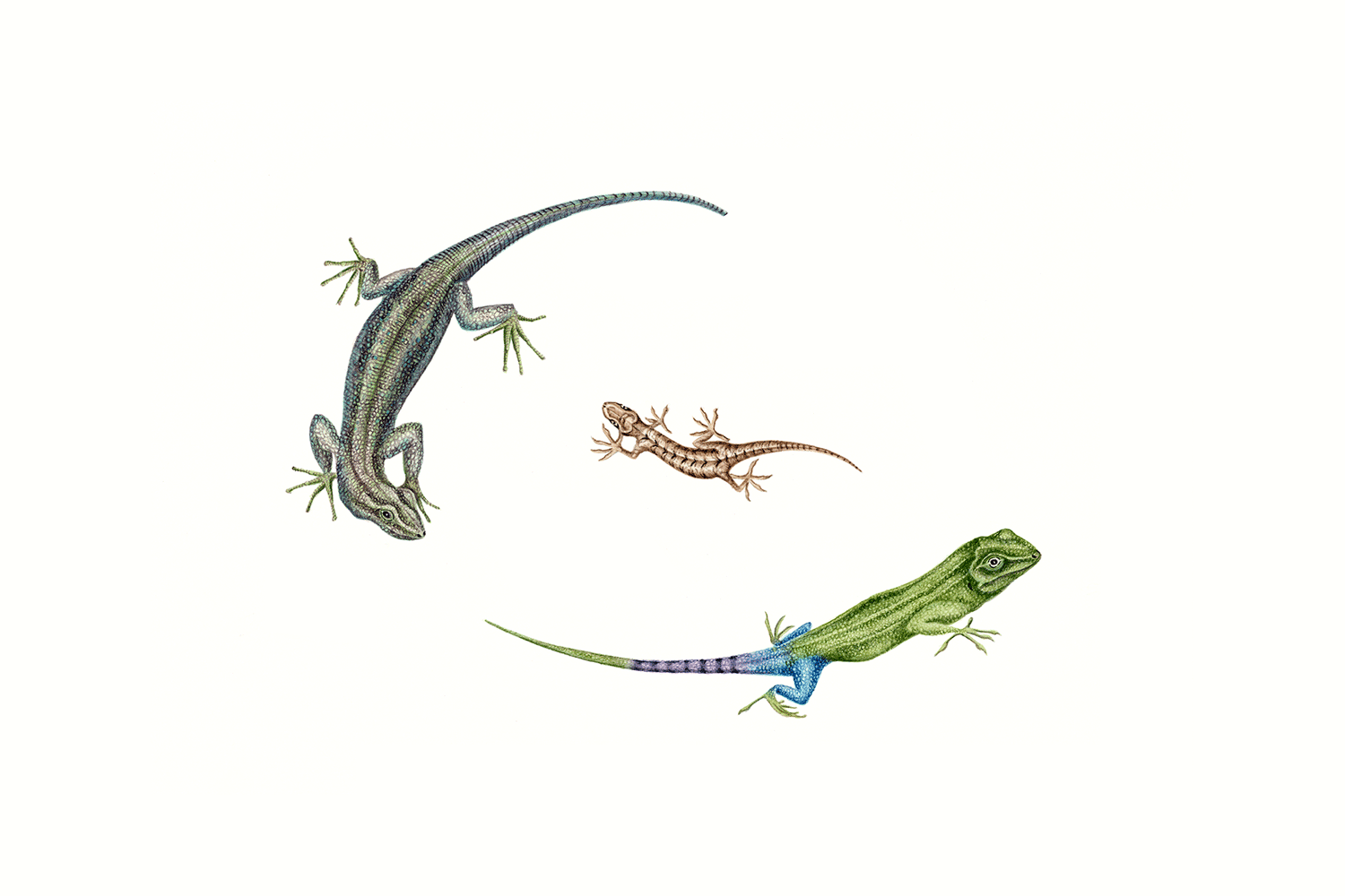 Lizards, Jamaica and Madeira, 2011, watercolour on paper