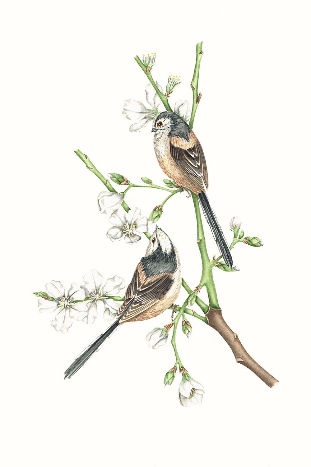 Long Tailed Tits, 2013, watercolour on paper