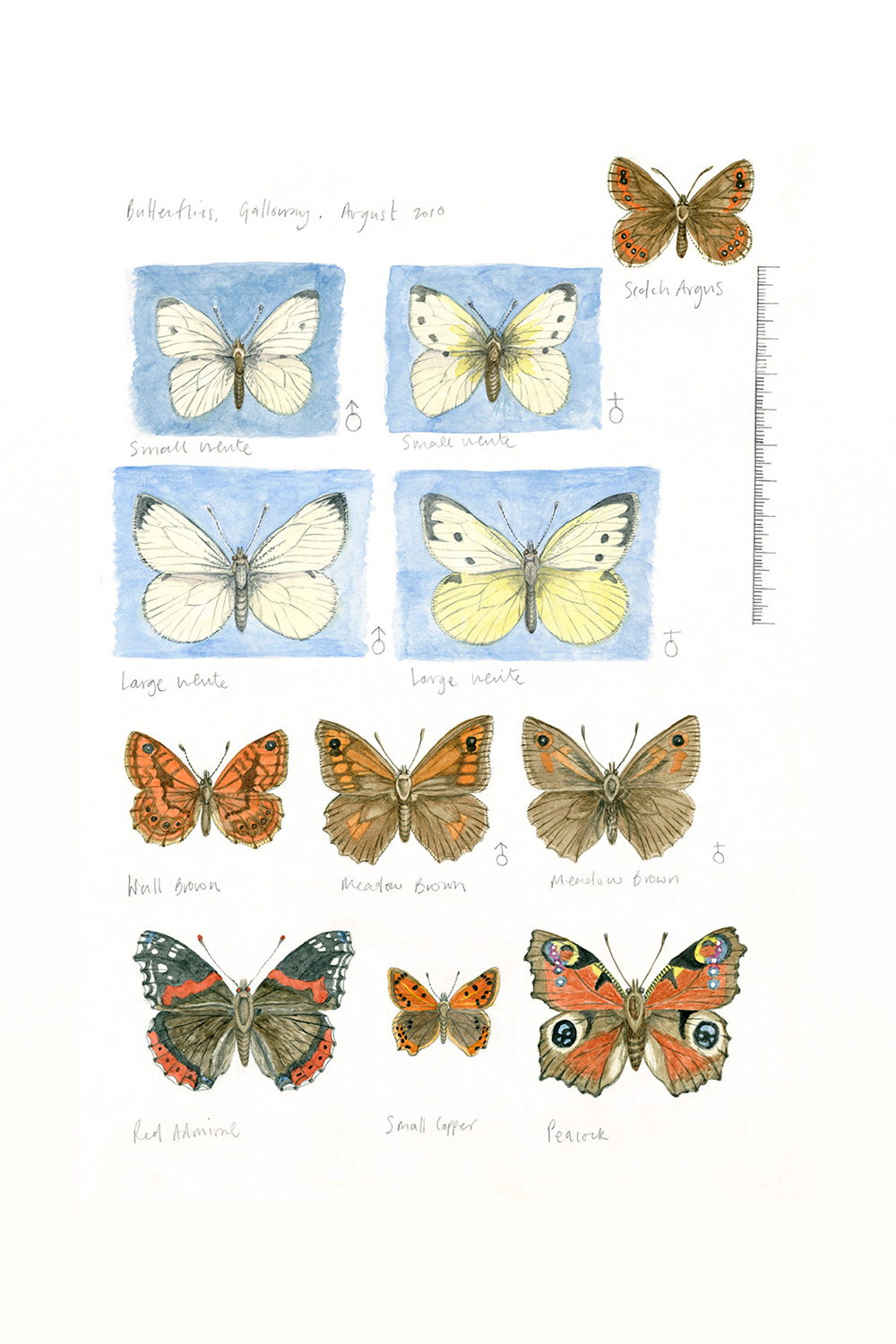 Butterflies, Galloway Estate (sketchbook page), 2010, watercolour and pencil on paper