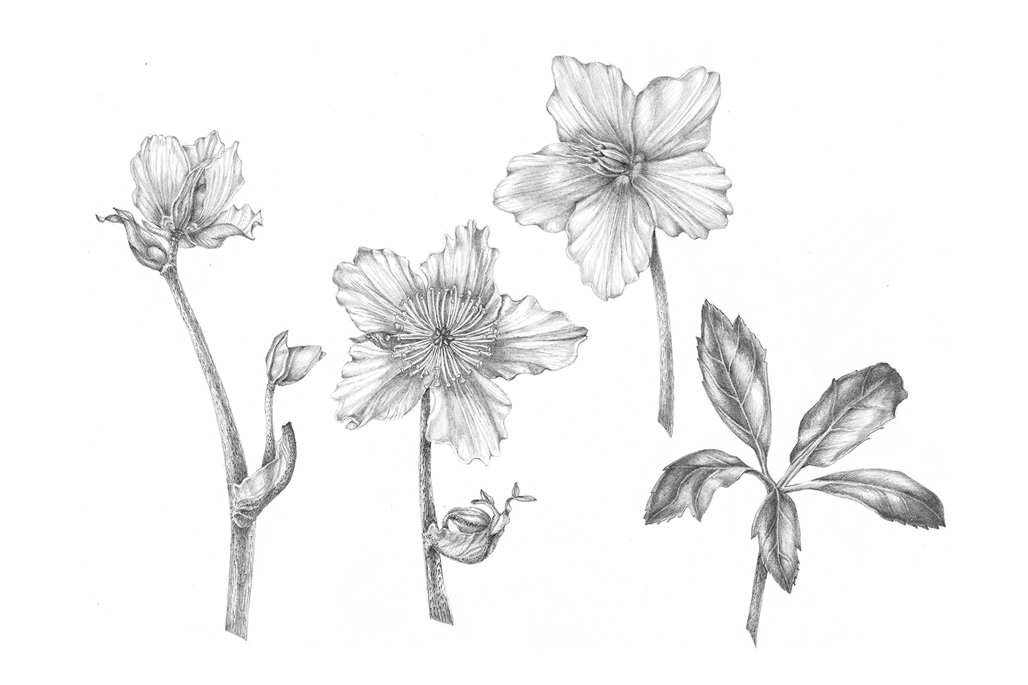 Christmas Rose, 2010, graphite on paper