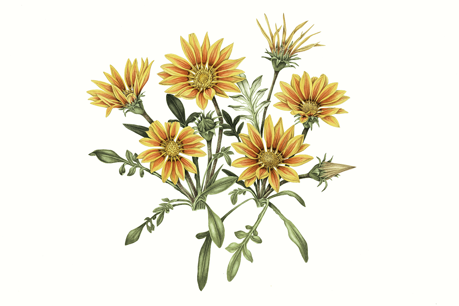 African Daisy, 2010, watercolour on paper