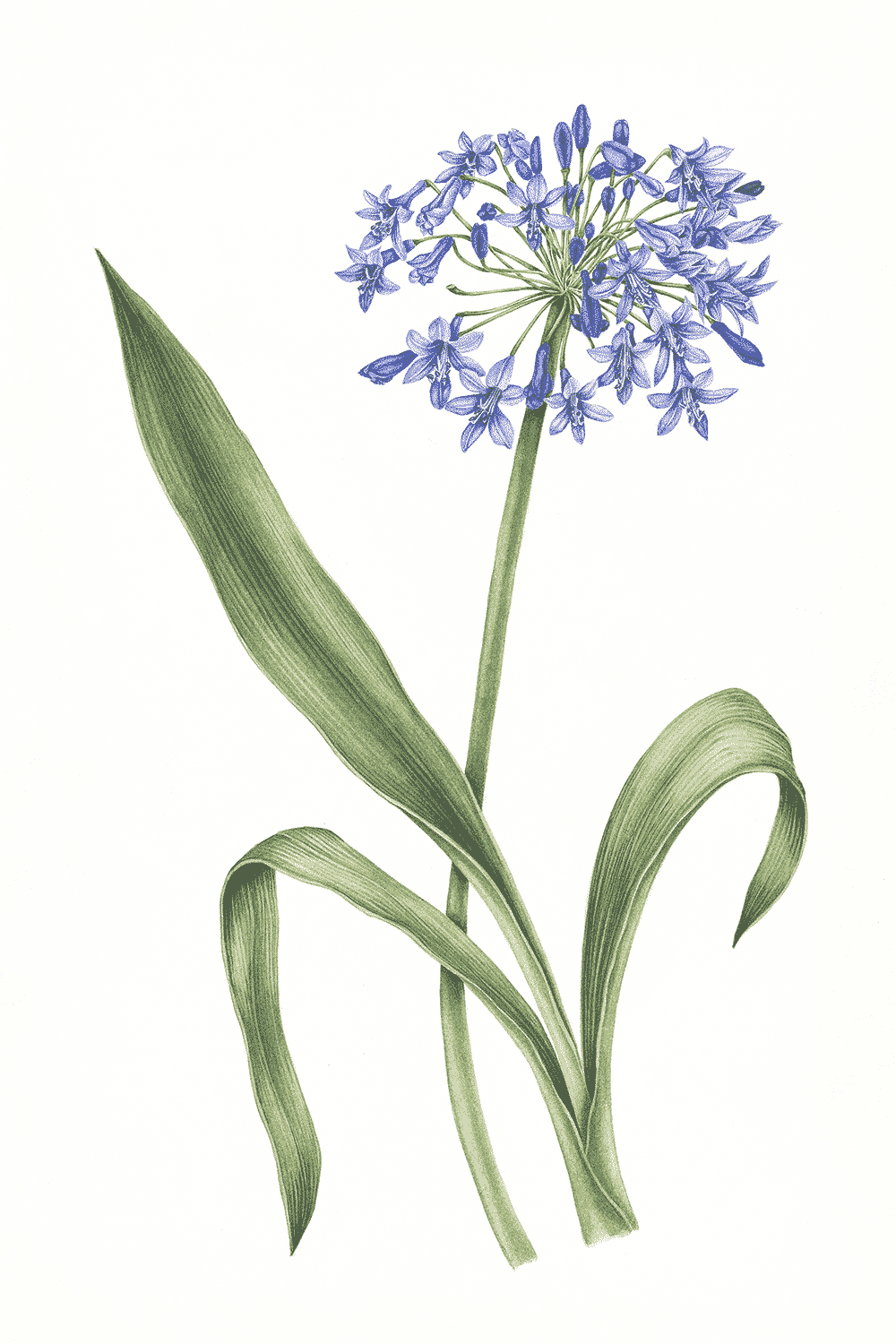 Agapanthus (Blue Bird), 2010, watercolour on paper