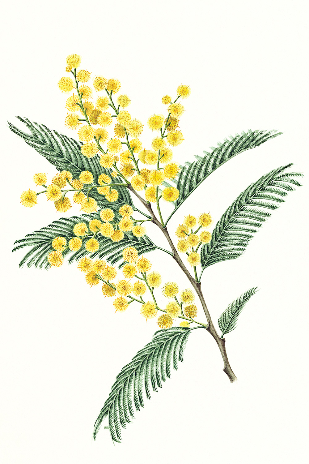 Mimosa, 2012, watercolour on paper