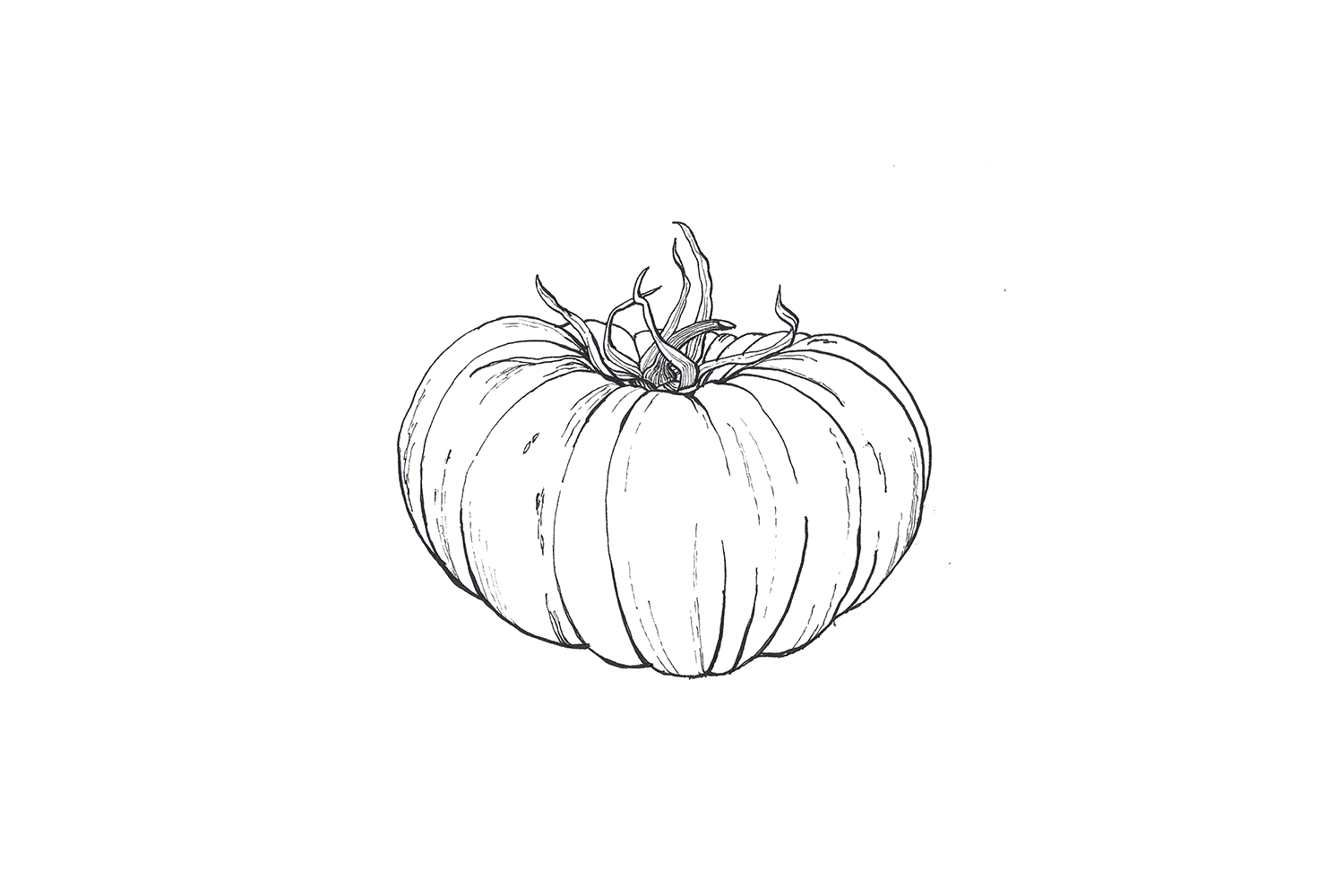 Beef Tomato, 2013, pen and ink on paper