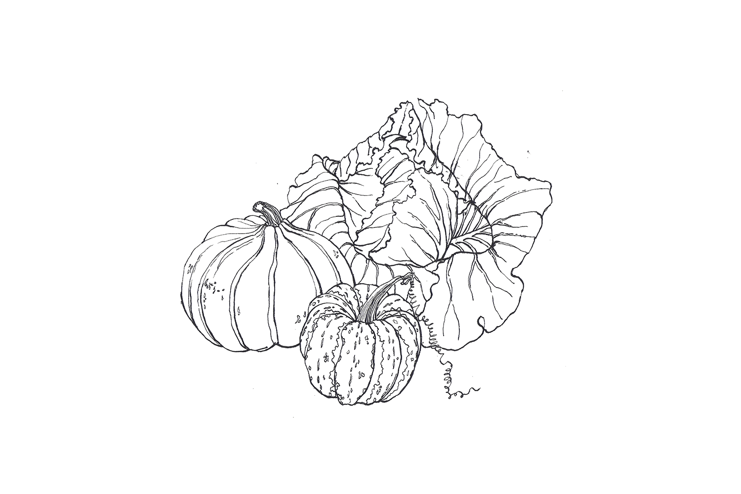 Cabbage & Squash, 2013, pen and ink on paper